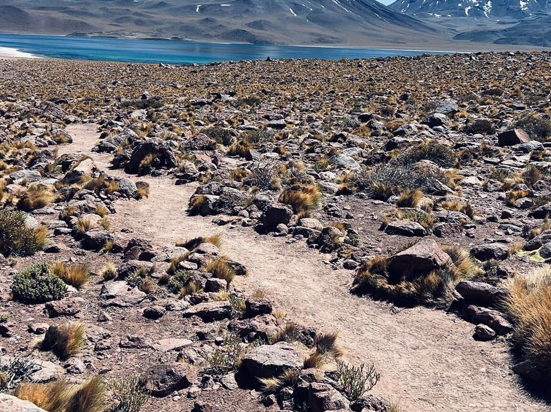 Lagunas Altiplanicas-圣佩德罗-德阿塔卡马必去景点