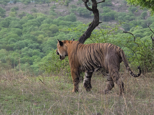 Ranthambore Tiger Safari Experience-Ranthambhore Fort必去景点