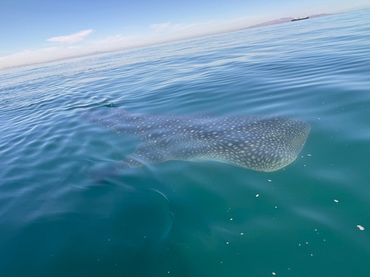 Fun Baja-拉巴斯必去景点