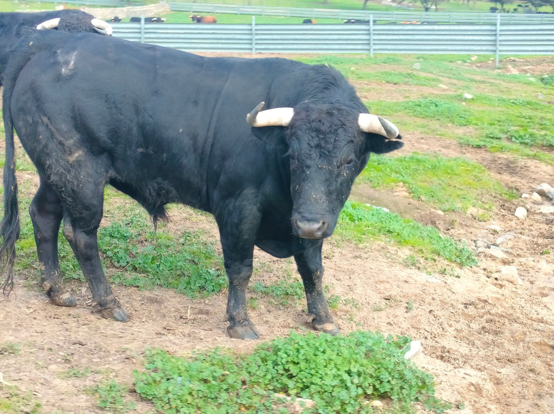 Ganadería Virgen María-吉列纳必去景点