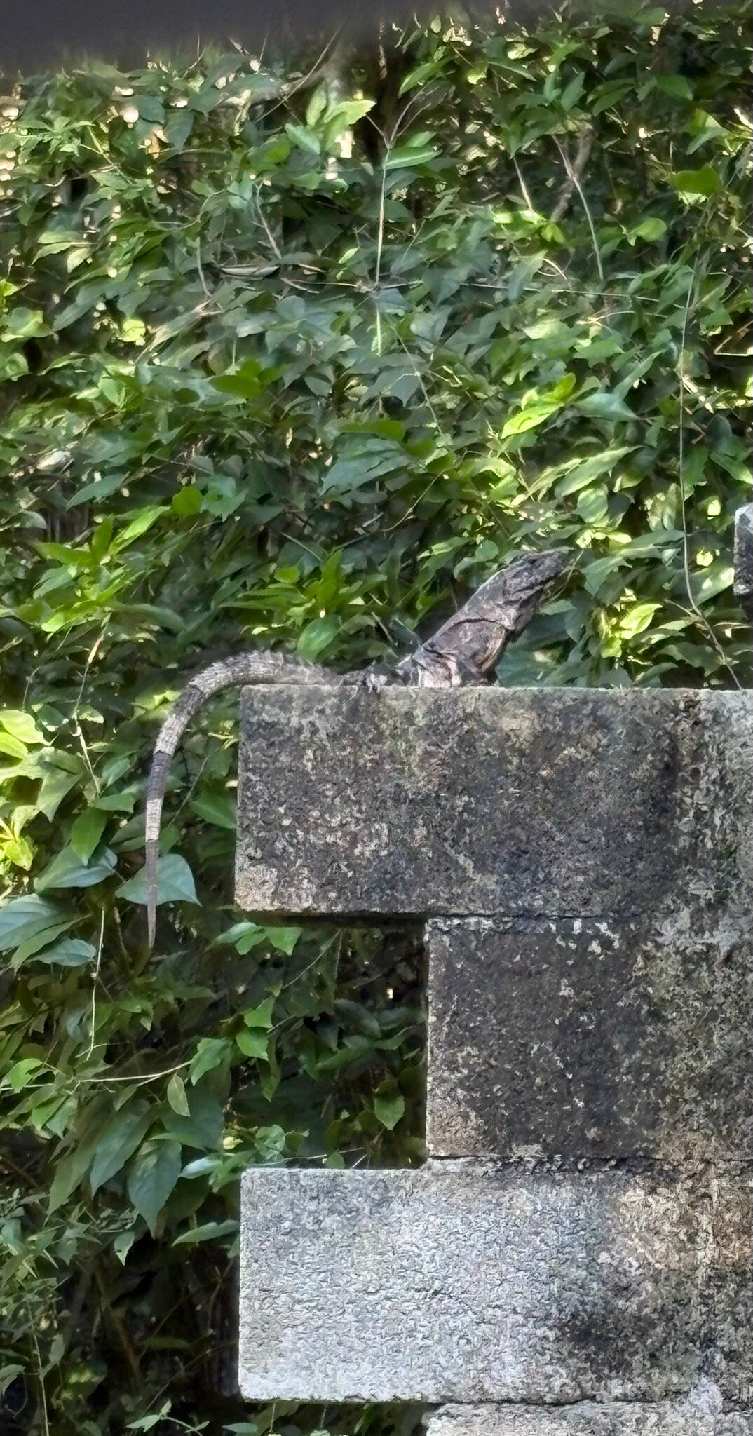 Maya Eco Village-官方