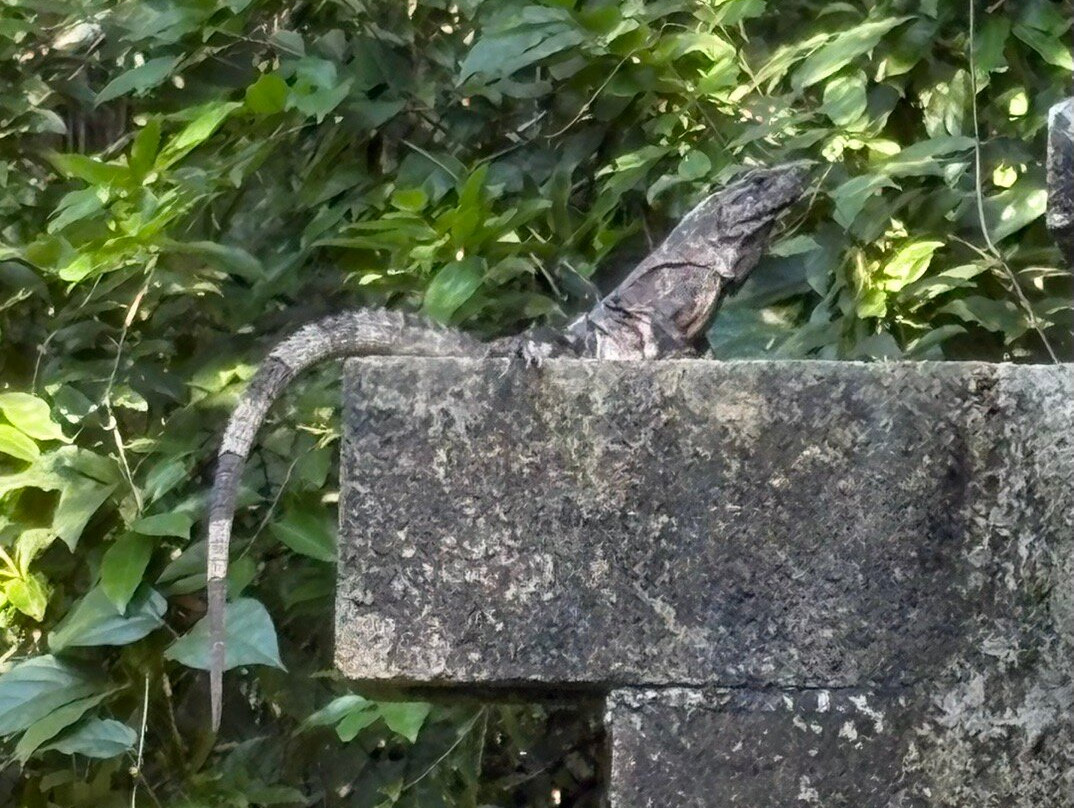 Maya Eco Village主图