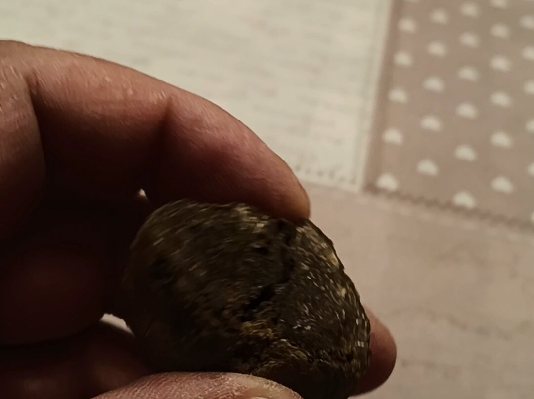 Acqualagna Tartufi Srl