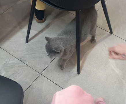 Fancy Meow Cat Cafe-罗托鲁瓦必去景点