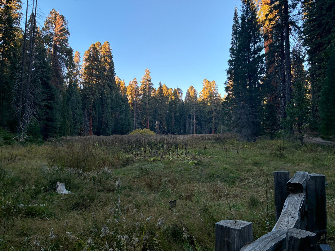 Big Trees Trail-红杉&国王峡谷国家公园必去景点
