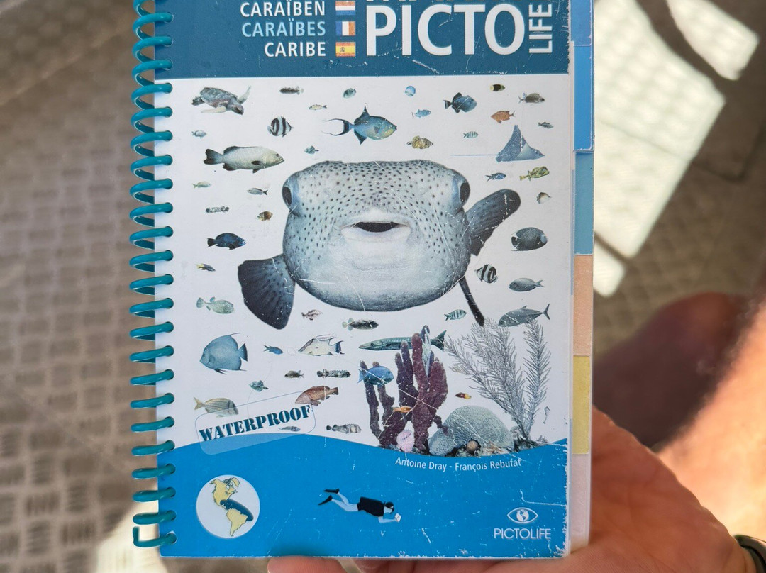 Alpha Plongée Martinique-Les Anses d'Arlet必去景点