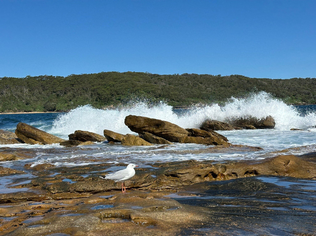 Bare island-La Perouse必去景点