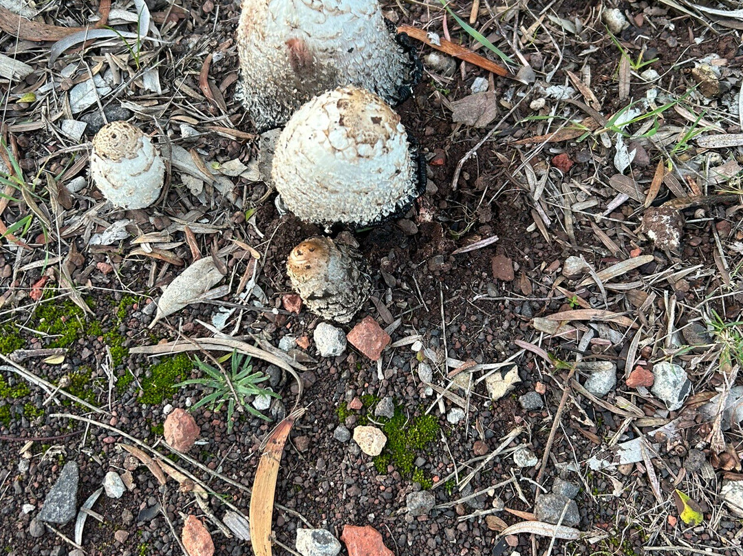 The 100 Steps of Federation-阿尔托纳必去景点