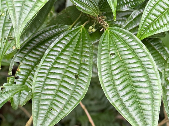 Monteverde Tours-Cerro Plano必去景点