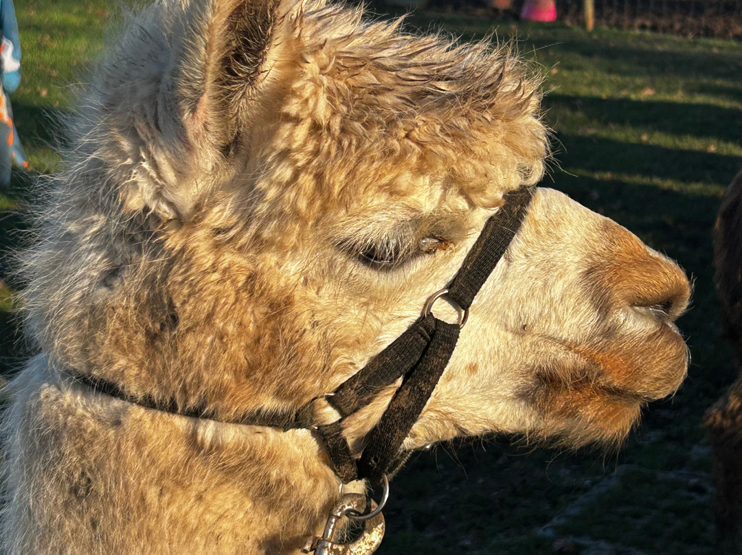 Lucky Tails Alpaca Farm-Atherstone必去景点