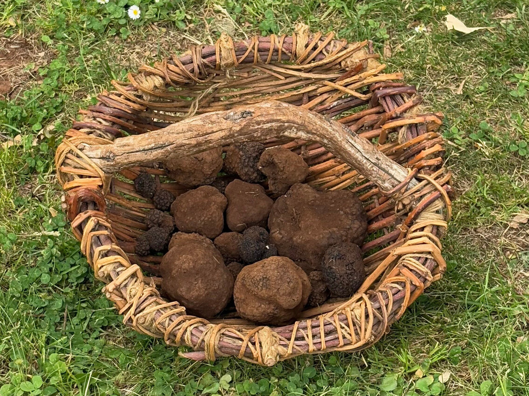 The Truffle Farm Tasmania-德洛兰恩必去景点