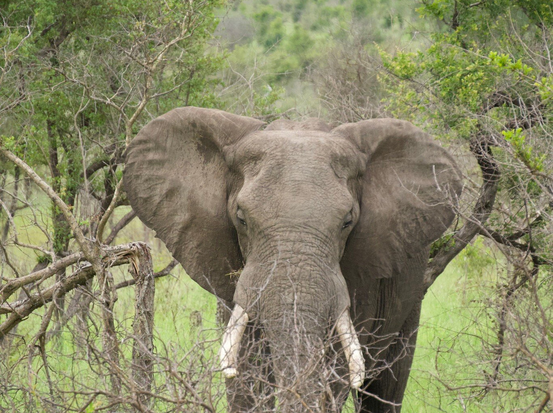 MoAfrika Tours-开普敦中心区必去景点