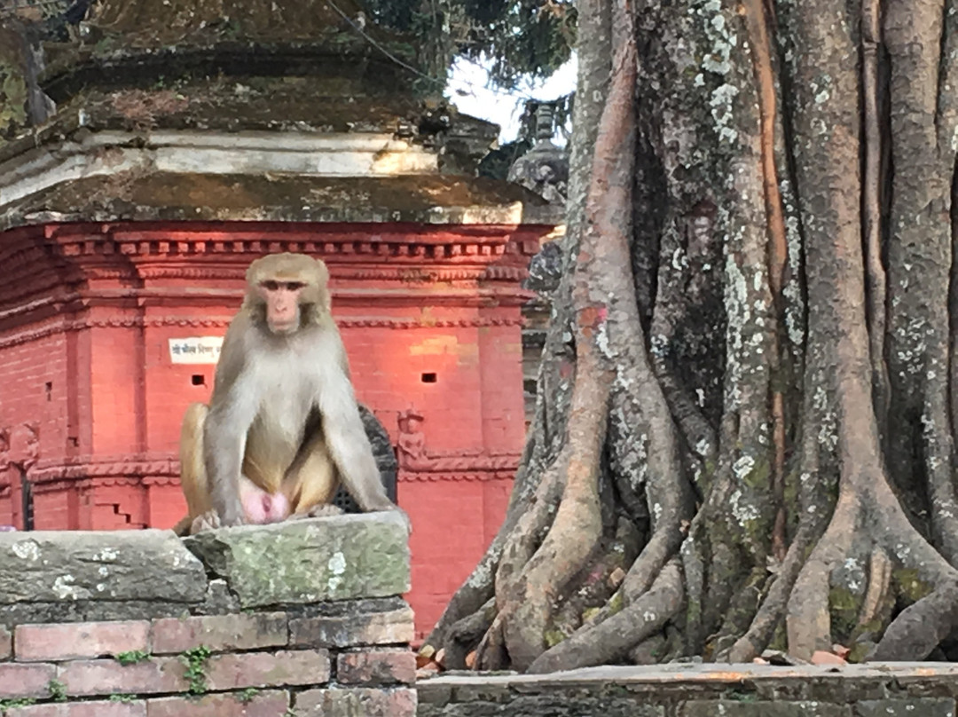 Plan Himalaya-加德满都必去景点