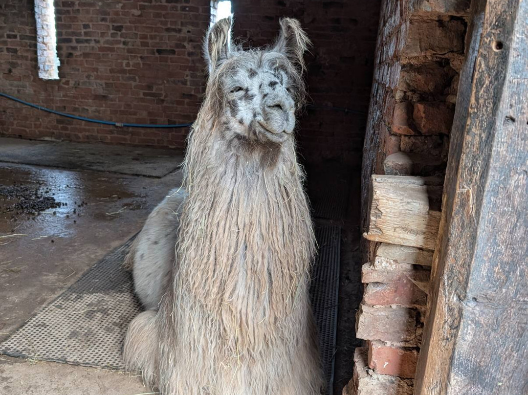 Briery Hill Llamas-Kilcot必去景点