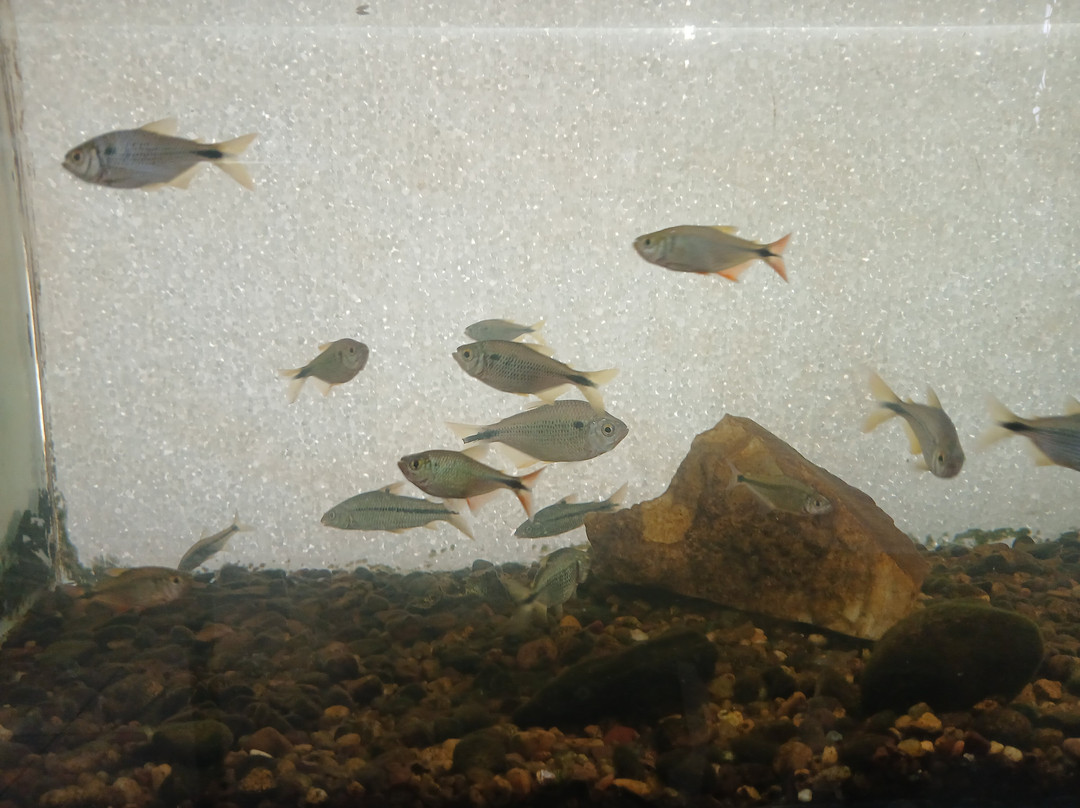 Museo Acuario Federacion-Federación必去景点