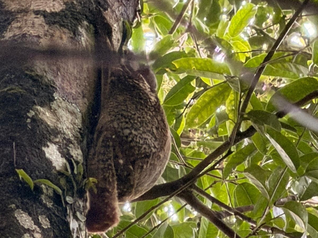 Bako National Park-古晋必去景点