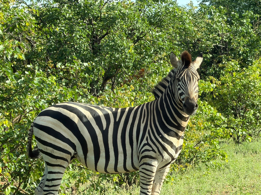 Bushveld Terrace Safari Hotel, Lodge & Spa主图