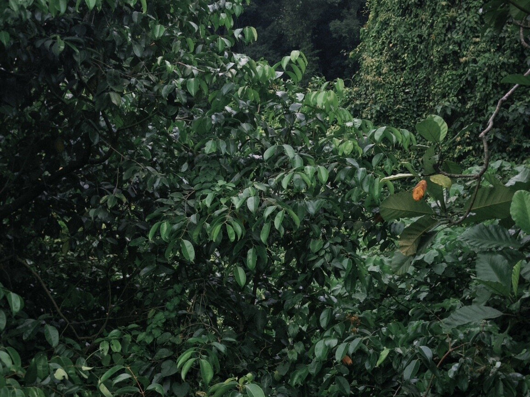 Taman Rekreasi Gunung Lang-怡保必去景点