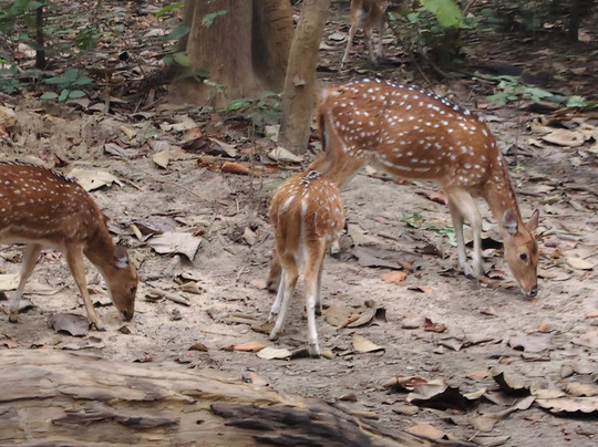 Royal Kingdom Resort主图