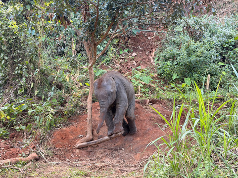 CHIANGMAI ELEPHANT CARE (Mae Taeng)-清迈必去景点