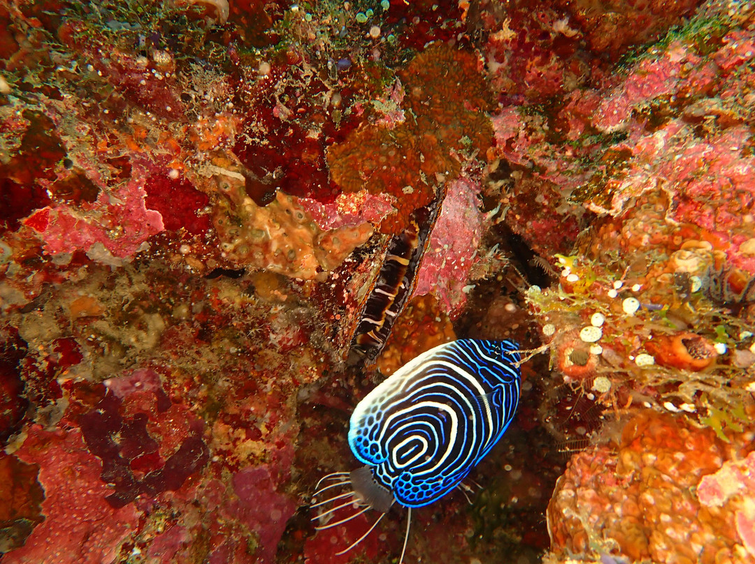 Mafia Island Diving-马菲亚岛必去景点