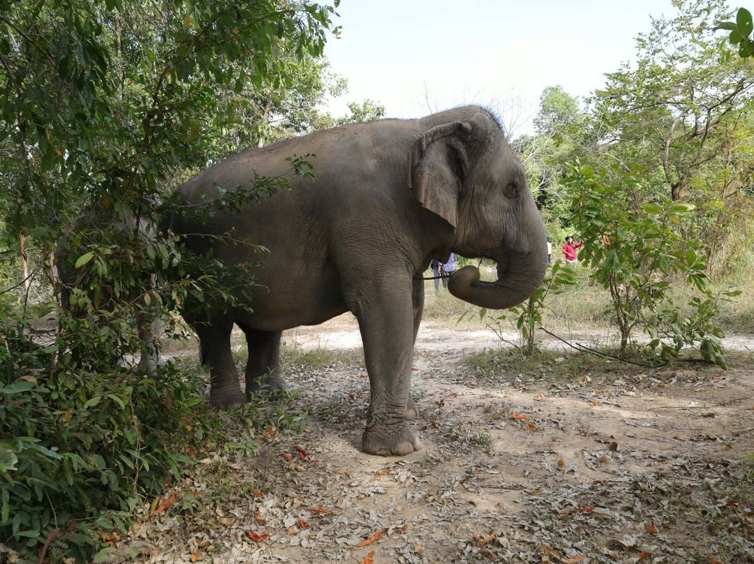 Kulen Elephant Forest-暹粒必去景点