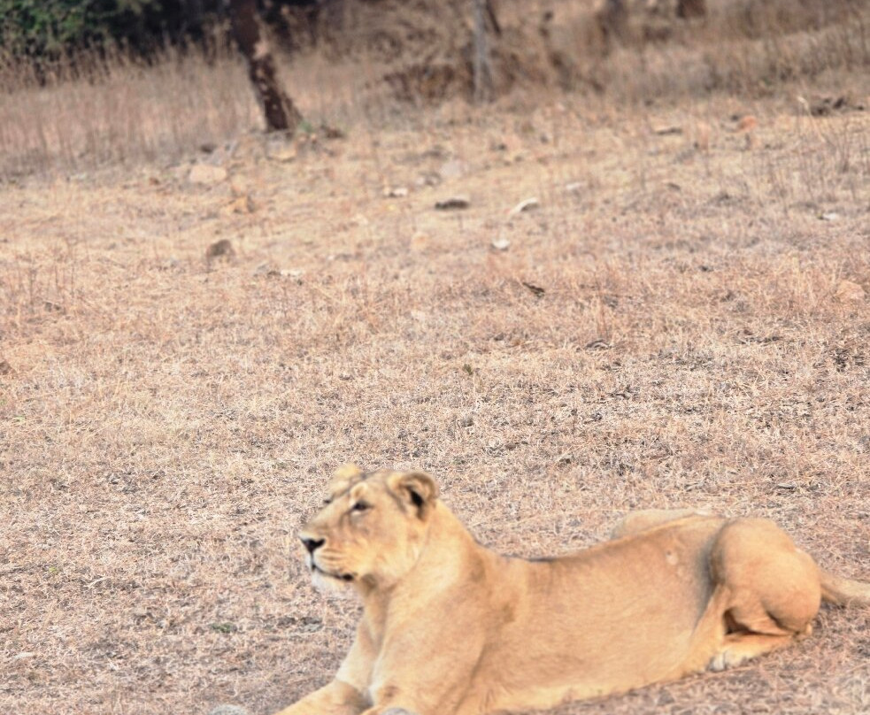 Club Mahindra Gir Resort主图