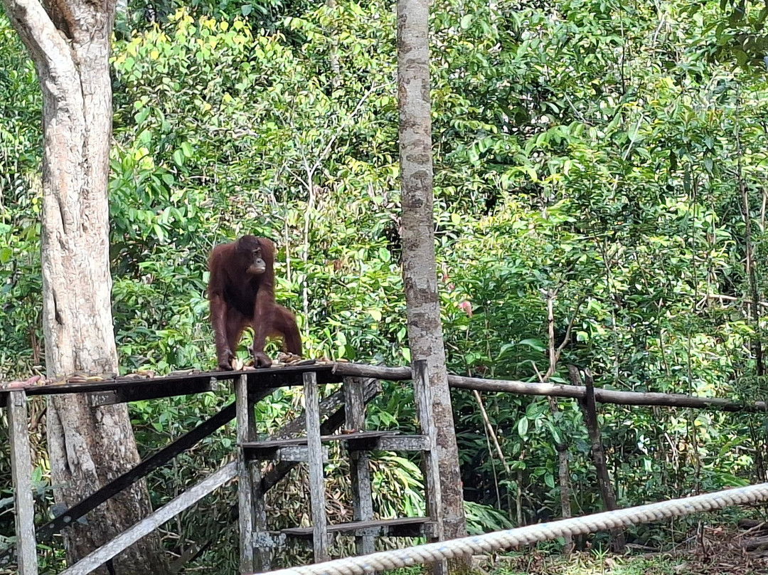 Guia En Borneo-Pangkalan Bun必去景点