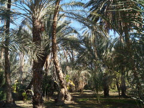 Eden Palm Tresors de l'Oasis-吐泽尔必去景点