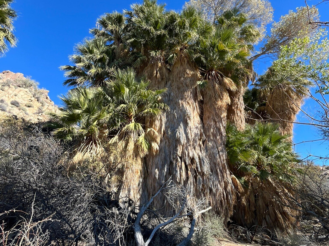 Joshua Tree National Park-约书亚树必去景点