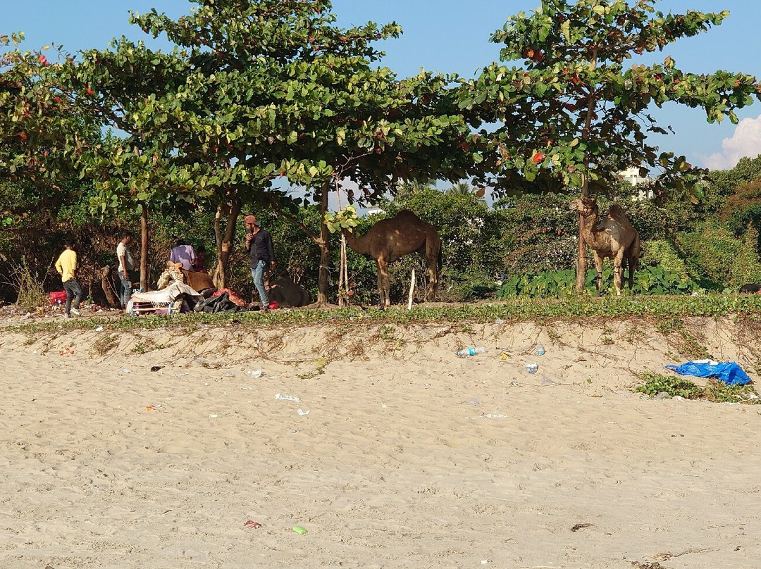 Kozhikode Beach-科泽科德必去景点