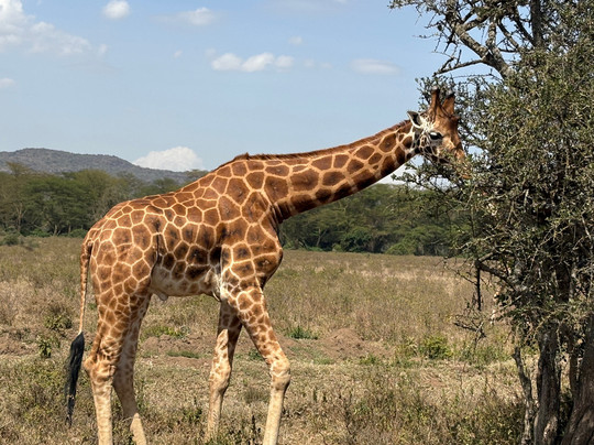 Meektrails Safaris-内罗毕必去景点