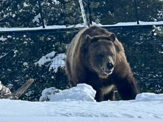 Old Faithful Snowmobile Tours - Day Tours-杰克逊必去景点