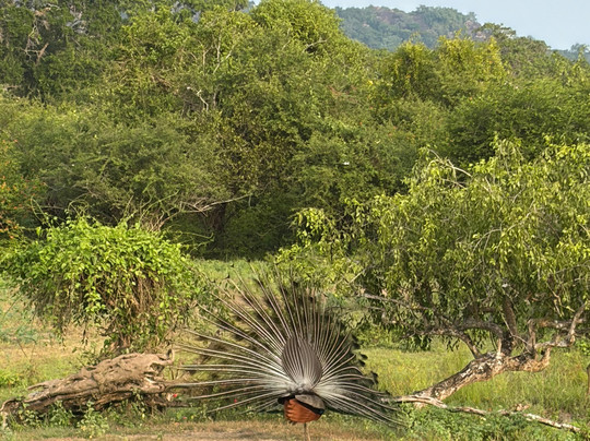 Freedom Safari Jeep Tours-蒂瑟默哈拉默必去景点