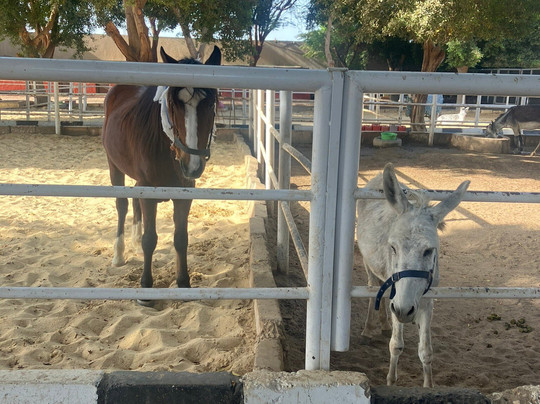 ACE - Animal Care in Egypt-卢克索必去景点