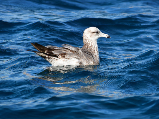 Whale Watch Cabo-卡波圣卢卡斯必去景点