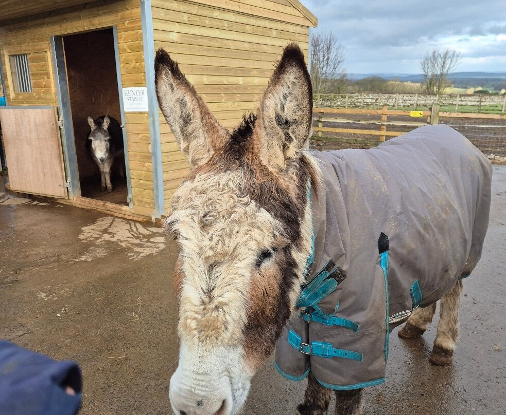 Barnhill Donkeys Retreat Sleagill-Sleagill必去景点