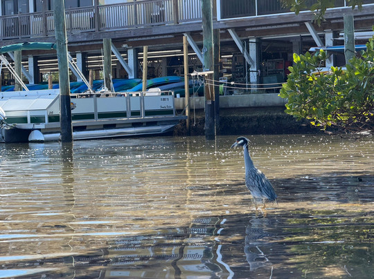 Tarpon Bay Explorers-萨尼贝尔岛必去景点