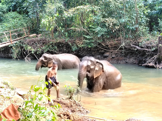 Elephant Community Project - Day Tours-森莫诺隆必去景点