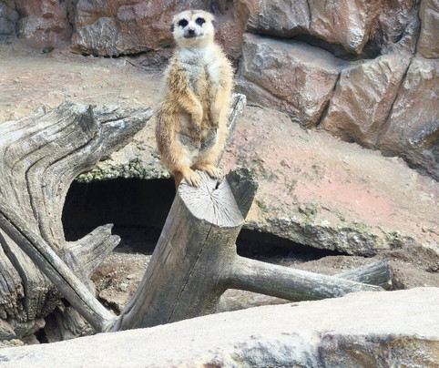 Mini ZOO Land-Slovenske Konjice必去景点