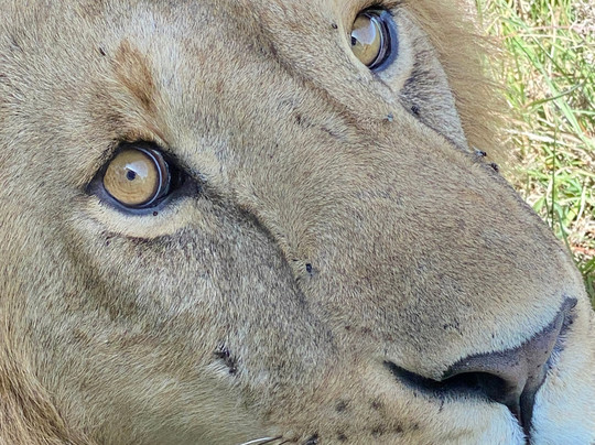 Rhino Safaris-内罗毕必去景点