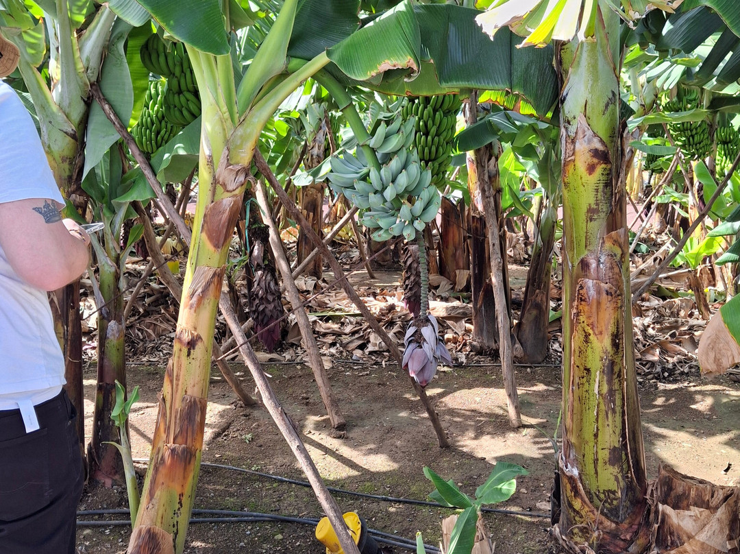 La Rekompensa Mundo del Plátano-Arucas必去景点