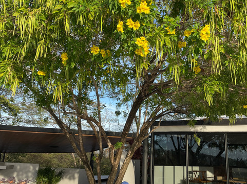 太平洋卡洛卡利酒店 - 限成人主图