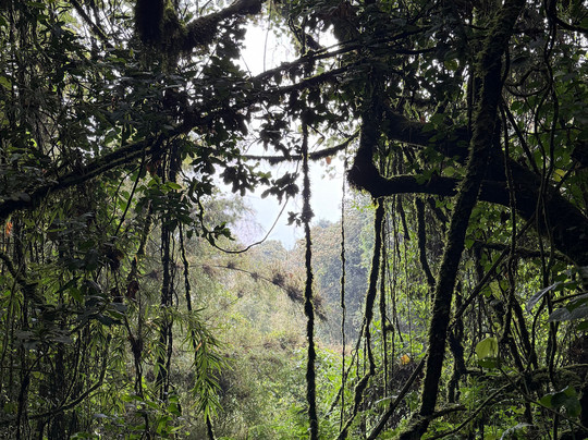 Kigezi Vima Safaris-Kibale National Park必去景点