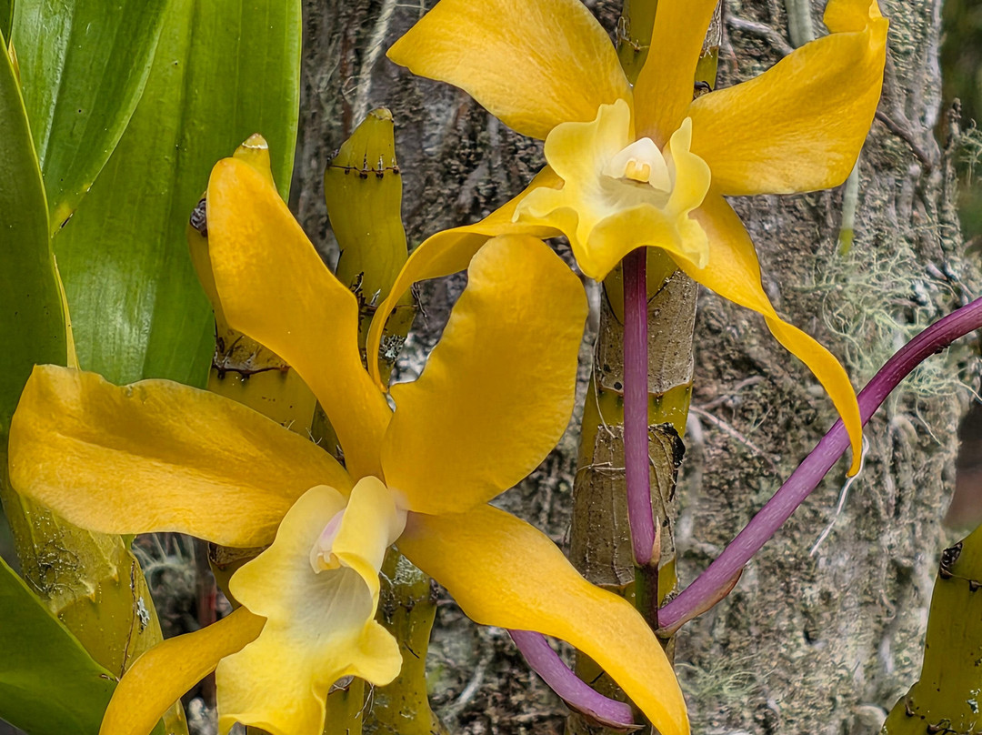 帕奈瓦热带雨林动物园-希洛必去景点