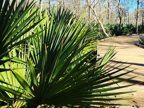 Palmetto State Park-Gonzales必去景点