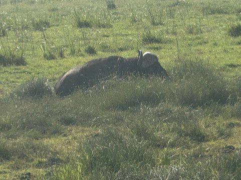 Bigfoot Adventures-内罗毕必去景点