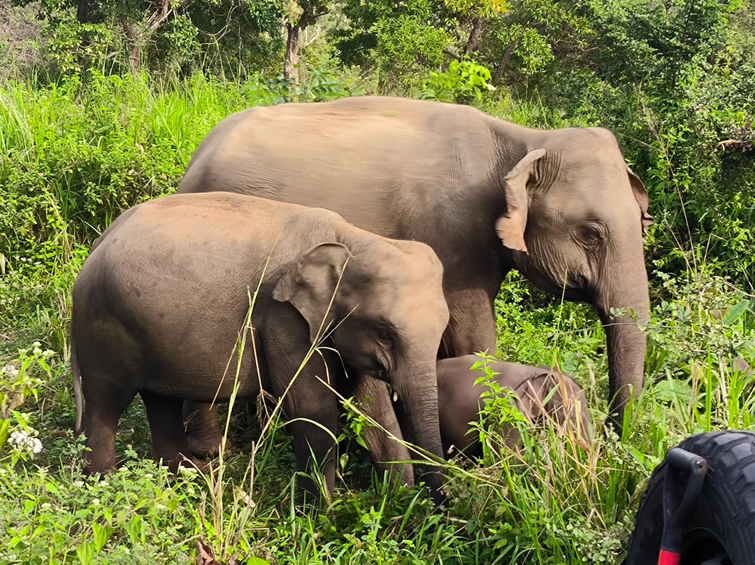 Private Drivers Sri Lanka-阿努拉德普勒圣城必去景点