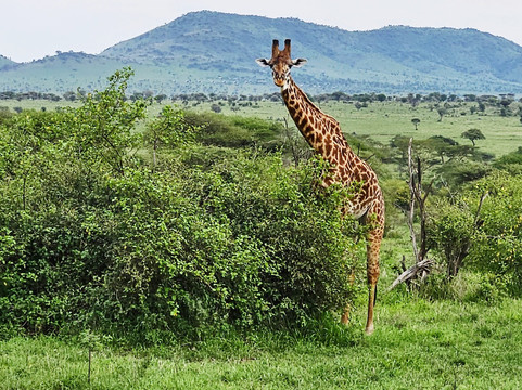 Tanzania-Safari-阿鲁沙必去景点
