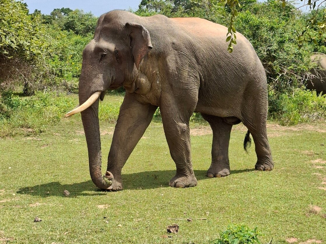 Yala Dreams Wild Safari Tours Sri Lanka-蒂瑟默哈拉默必去景点